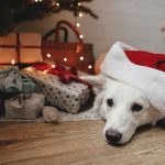 Best Gifts for Our Dogs